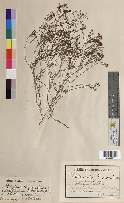 Asperula cynanchica (Rubiaceae)
