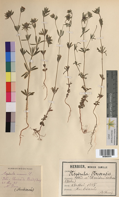 Asperula arvensis (Rubiaceae)
