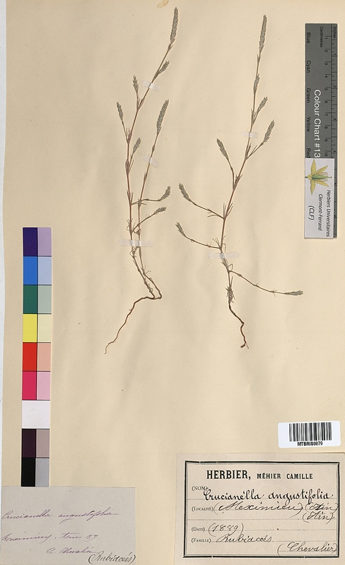 Crucianella angustifolia (Rubiaceae)