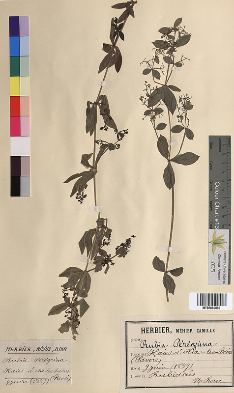 Rubia peregrina (Rubiaceae)