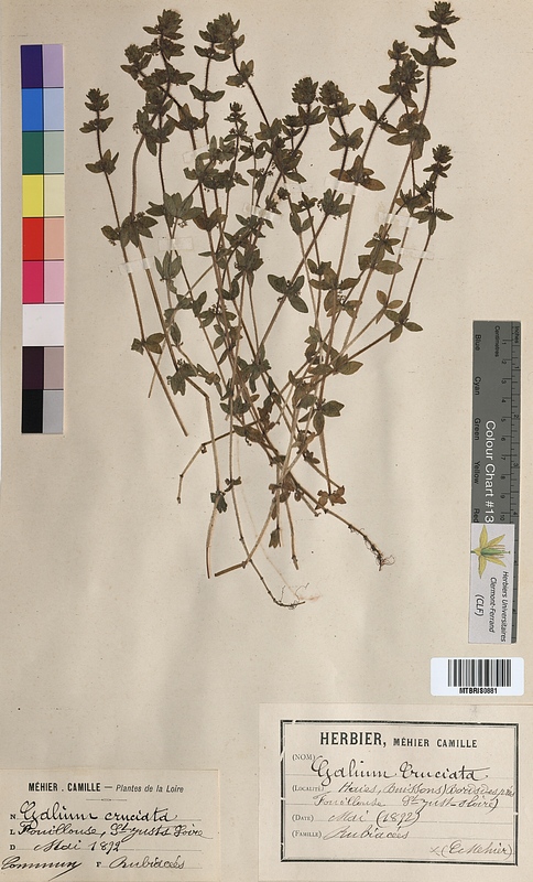 Galium cruciata (Rubiaceae)