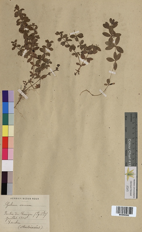 Galium vernum (Rubiaceae)