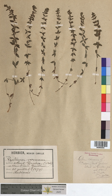 Galium vernum (Rubiaceae)
