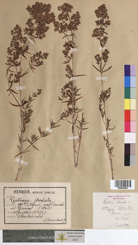 Galium boreale (Rubiaceae)