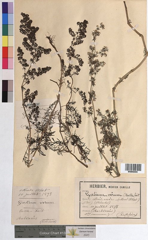 Galium verum (Rubiaceae)