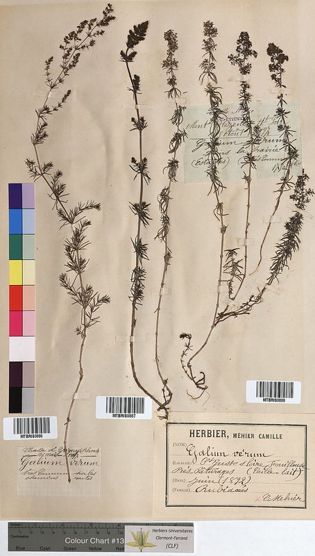 Galium verum (Rubiaceae)