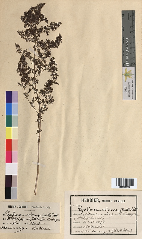 Galium verum (Rubiaceae)