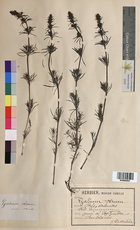 Galium verum (Rubiaceae)