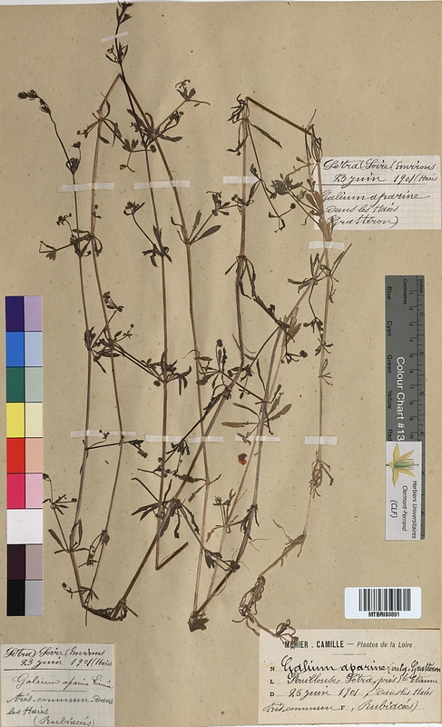 Galium aparine (Rubiaceae)