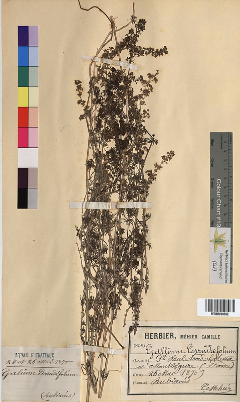 Galium corrudifolium (Rubiaceae)