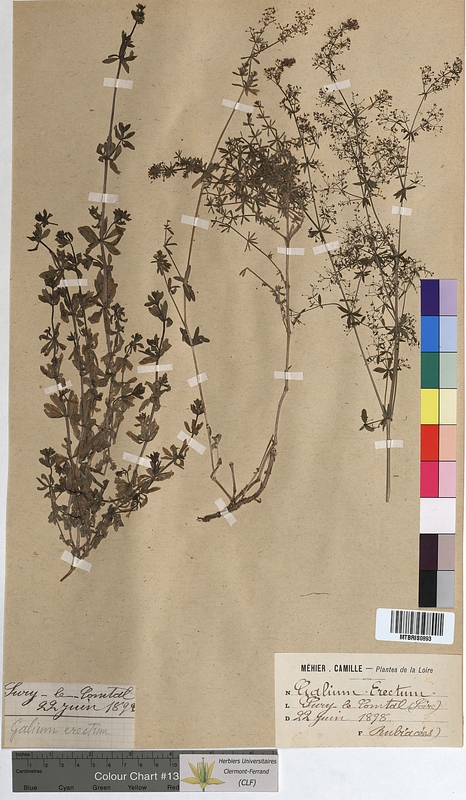 Galium erectum (Rubiaceae)