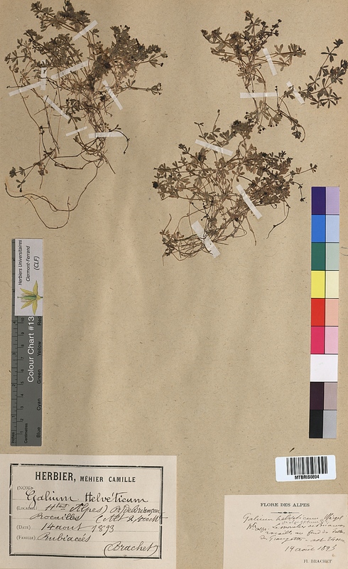 Galium helveticum (Rubiaceae)