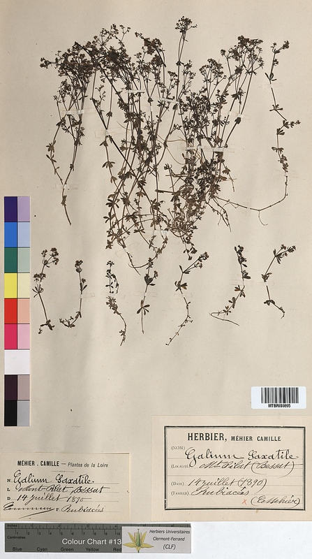 Galium saxatile (Rubiaceae)