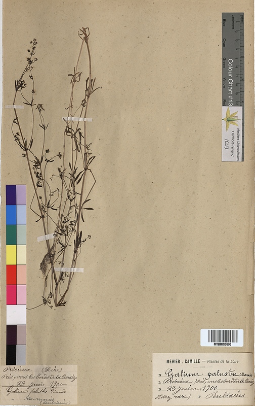 Galium palustre (Rubiaceae)