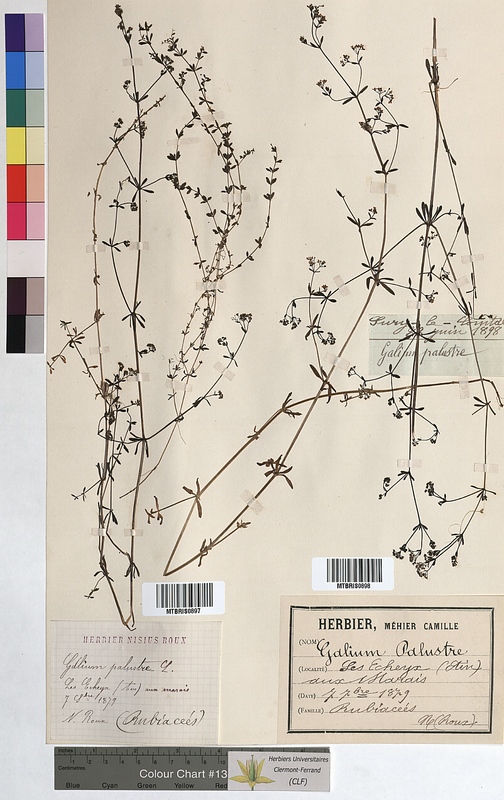 Galium palustre (Rubiaceae)