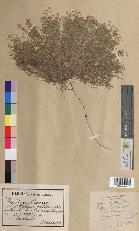 Galium tenue (Rubiaceae)