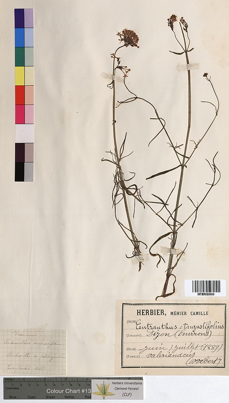Centranthus angustifolius (Valerianaceae)