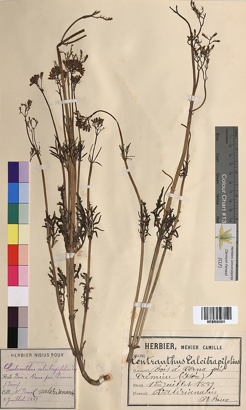 Centranthus calcitrapae (Valerianaceae)
