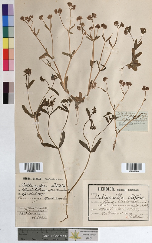 Valerianella olitoria (Valerianaceae)