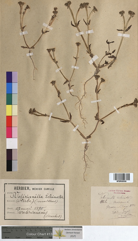 Valerianella echinata (Valerianaceae)