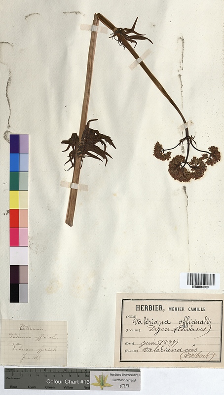Valeriana officinalis (Valerianaceae)