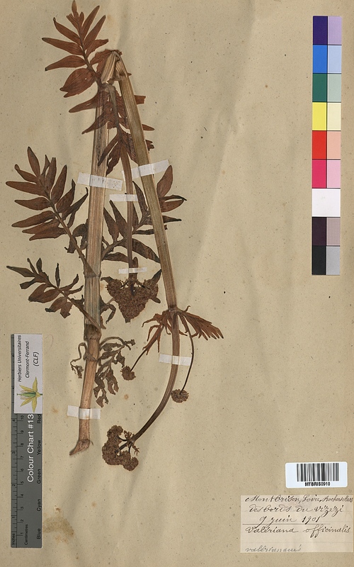 Valeriana officinalis (Valerianaceae)