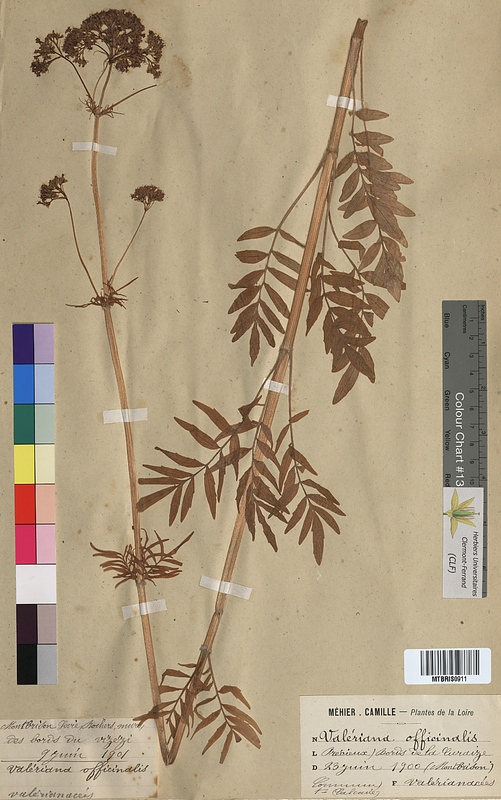 Valeriana officinalis (Valerianaceae)