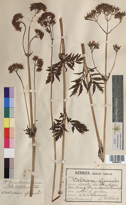Valerianella officinalis (Valerianaceae)