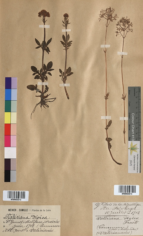 Valeriana dioica (Valerianaceae)