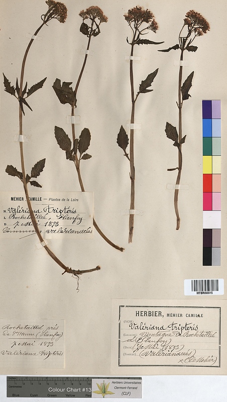 Valeriana tripteris (Valerianaceae)
