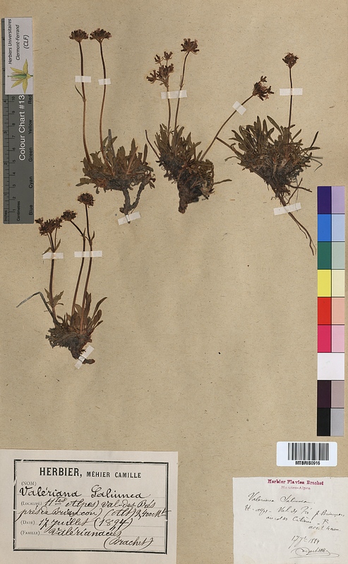 Valeriana saliunca (Valerianaceae)