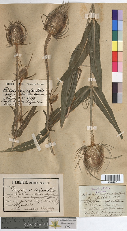 Dipsacus sylvestris (Dipsacaceae)