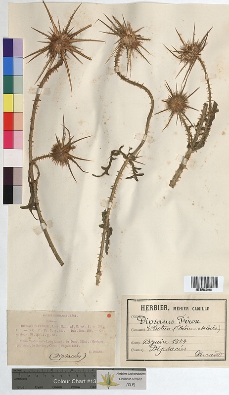 Dipsacus ferox (Dipsacaceae)