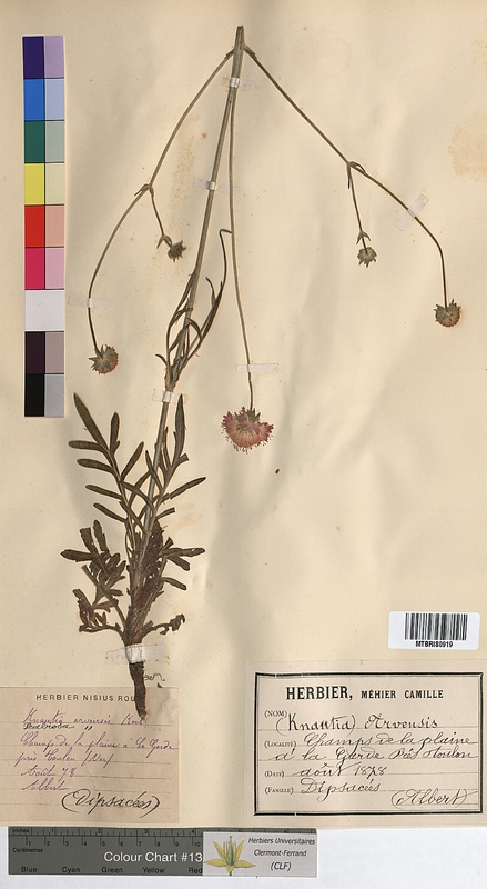 Knautia arvensis (Dipsacaceae)
