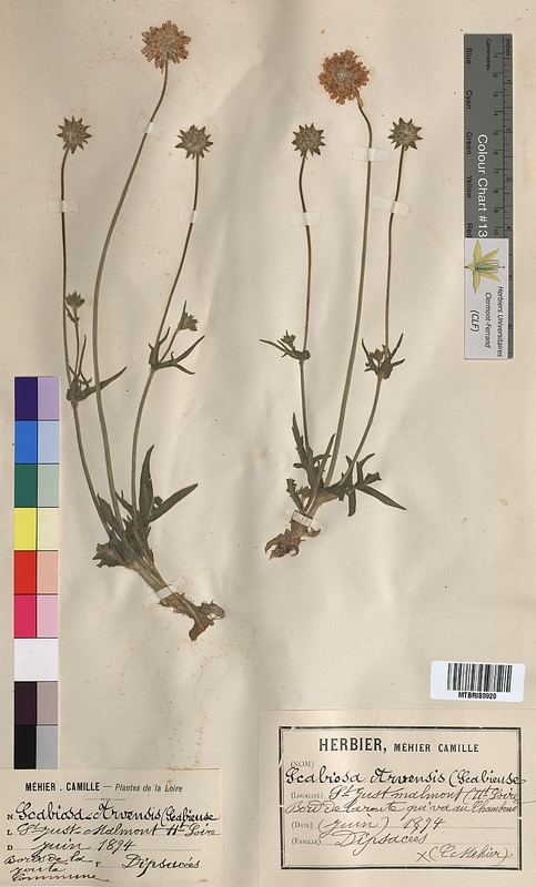 Scabiosa arvensis (Dipsacaceae)