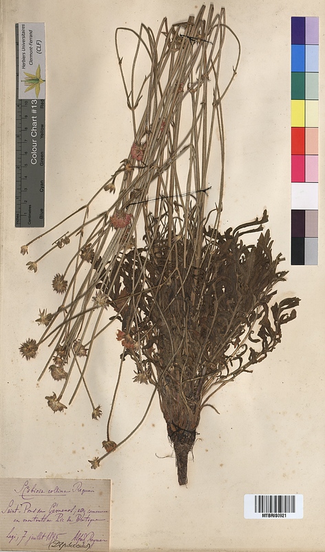 Scabiosa collina (Dipsacaceae)