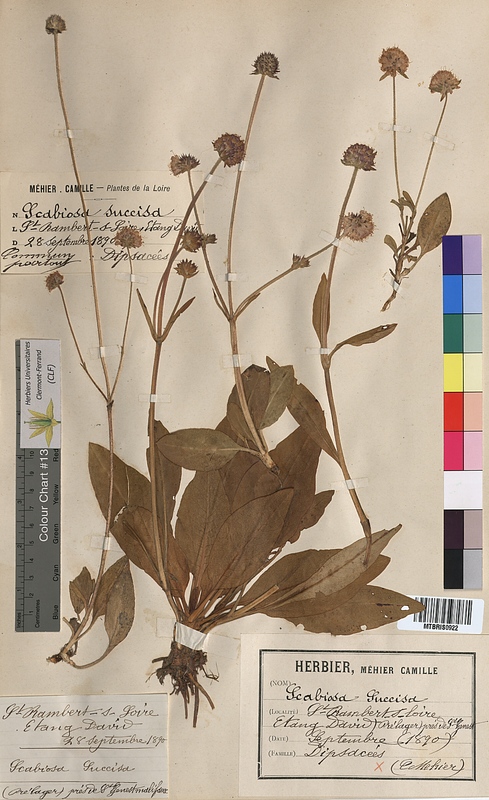 Scabiosa succisa (Dipsacaceae)