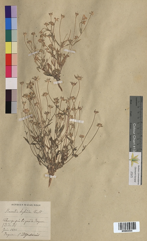 Knautia hybrida (Dipsacaceae)