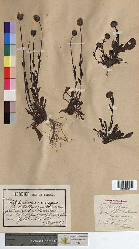Globularia vulgaris (Globulariaceae)