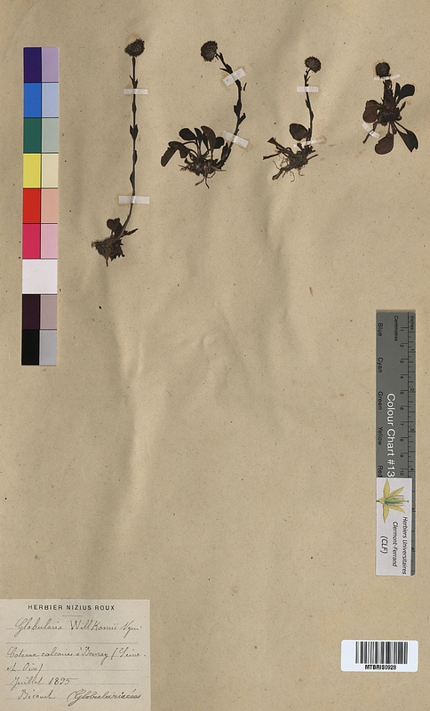 Globularia willkommii (Globulariaceae)