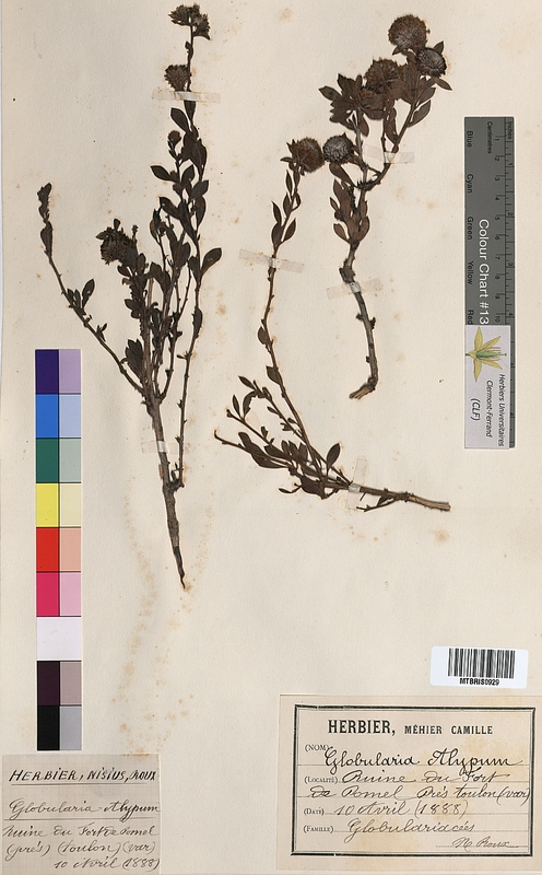 Globularia alypum (Globulariaceae)