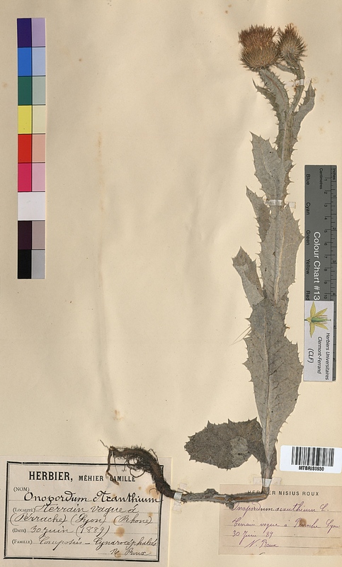 Onopordum acanthium (Asteraceae)
