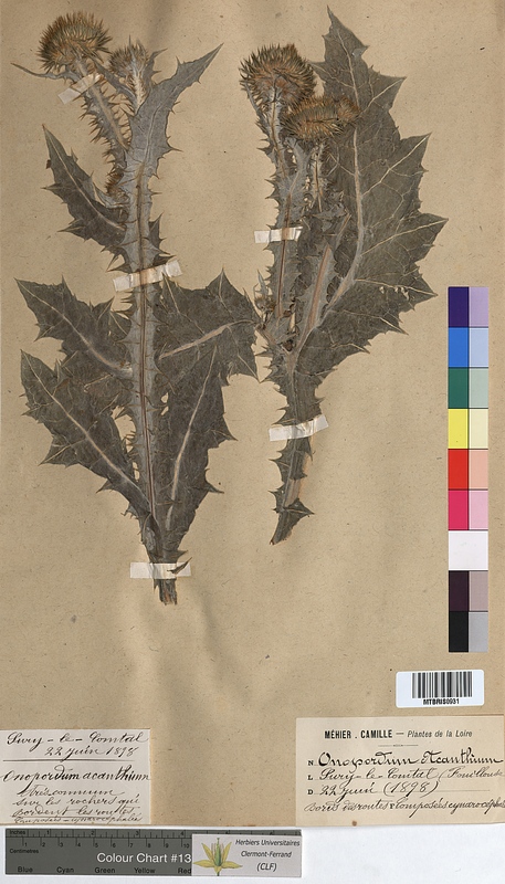 Onopordum acanthium (Asteraceae)