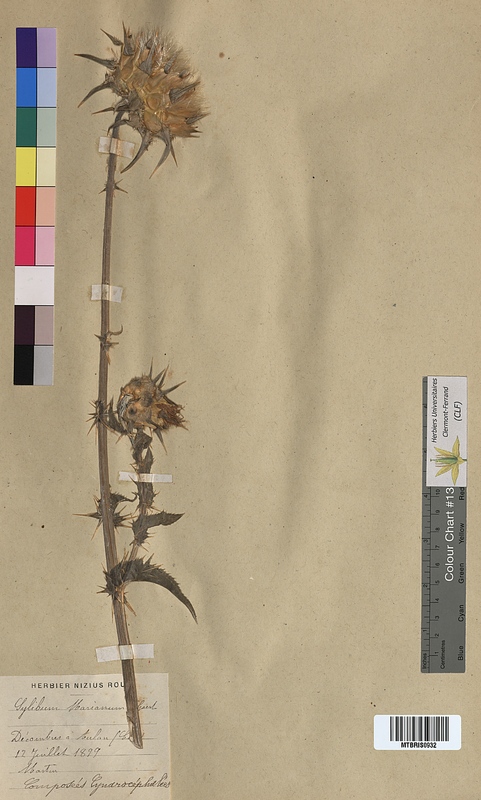 Silybum marianum (Asteraceae)