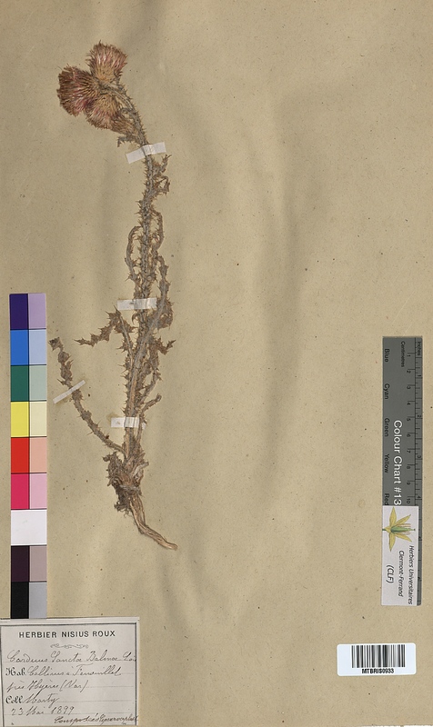 Carduus sanctae-balmae (Asteraceae)