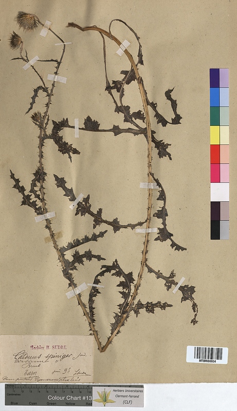 Carduus spiniger (Asteraceae)