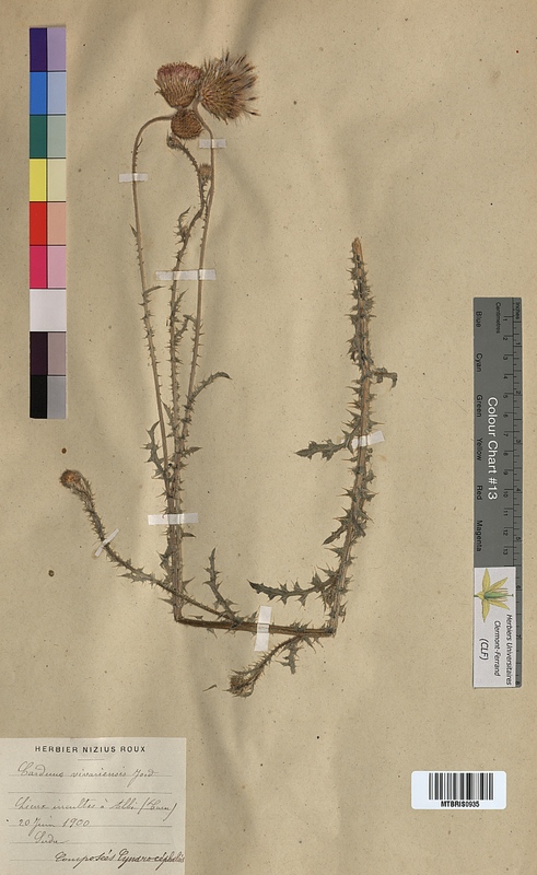 Carduus vivariensis (Asteraceae)