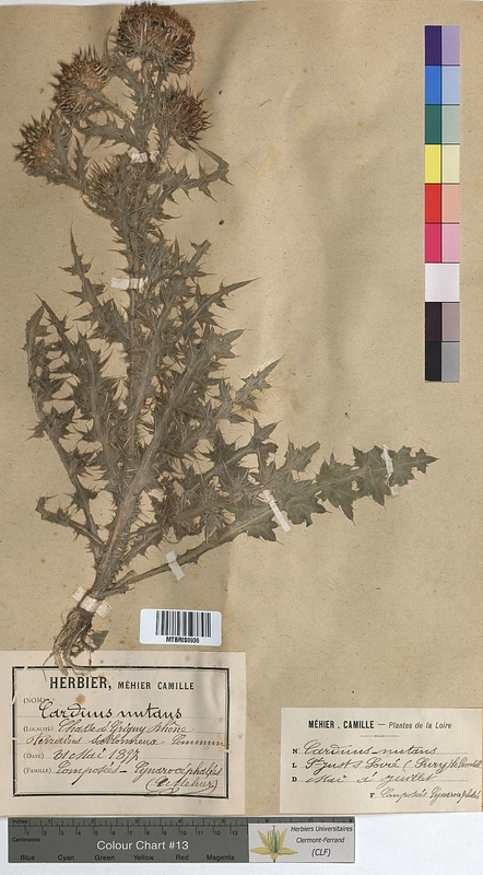 Carduus nutans (Asteraceae)