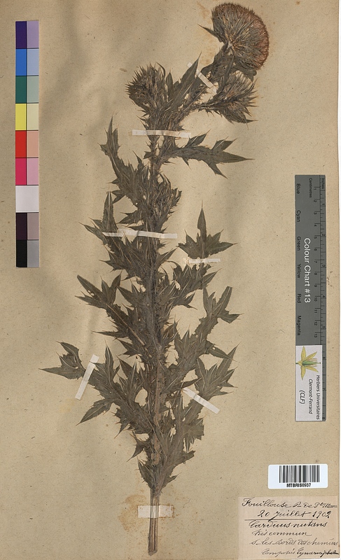 Carduus nutans (Asteraceae)
