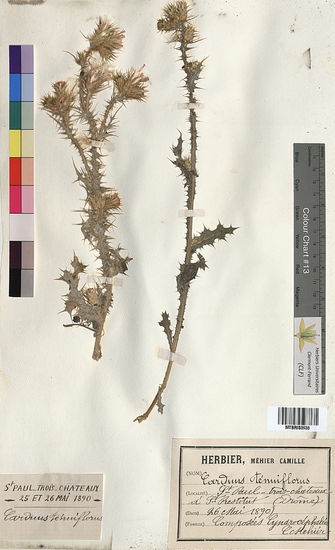 Carduus tenuiflorus (Asteraceae)